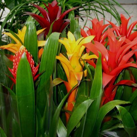 Guzmania hybrida,Guzmania Hybrida, Stars Of The Amazon - Kadiyam Nursery