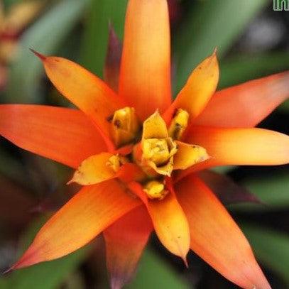 Guzmania jive,Guzmania Orange - Kadiyam Nursery