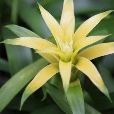 Guzmania pax,Guzmania Yellow - Kadiyam Nursery