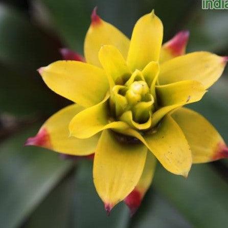 Guzmania soledo - Kadiyam Nursery