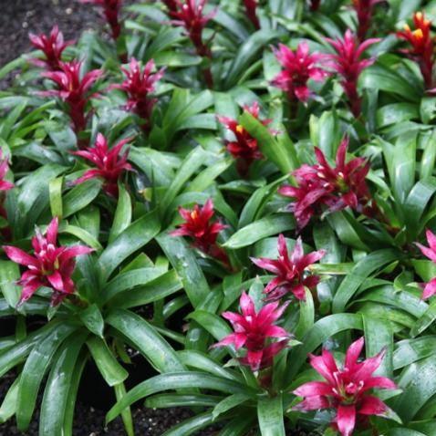 Guzmania switch,Guzmania Purple - Kadiyam Nursery