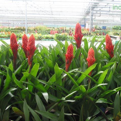 Guzmania torch - Kadiyam Nursery