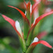 Guzmania wittmackii,Guzmania Wittmackii, Stars Of The Amazon - Kadiyam Nursery