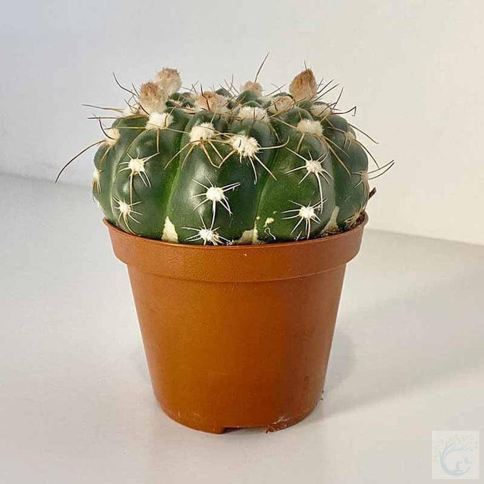 Gymnocalysium Cactus - Kadiyam Nursery