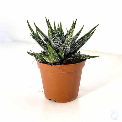 Haworthia Dwarf Aloe - Kadiyam Nursery