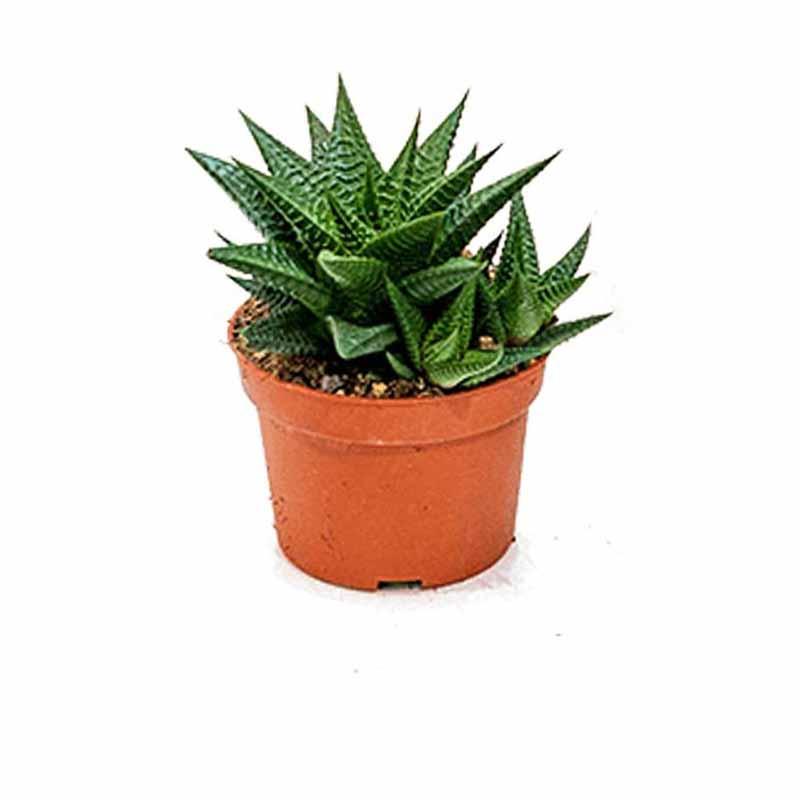 Haworthia Limifolia plants - Kadiyam Nursery