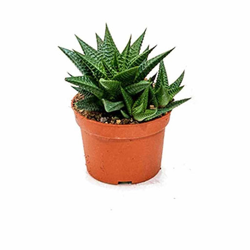 Haworthia Limifolia plants - Kadiyam Nursery