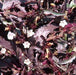 Hemigraphis repanda, Ruellia repanda,Epigraphis, Narrow Leaf Hemigraphis - Kadiyam Nursery