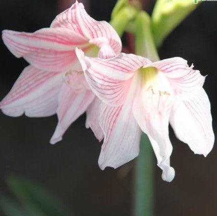 Hippeastrum reticulatum striatifolium,Striped Leaf Amaryallis Lily - Kadiyam Nursery