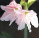 Hippeastrum reticulatum striatifolium,Striped Leaf Amaryallis Lily - Kadiyam Nursery