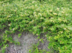 Honeysuckle (White) - Lonicera Plant Live Plant - Kadiyam Nursery