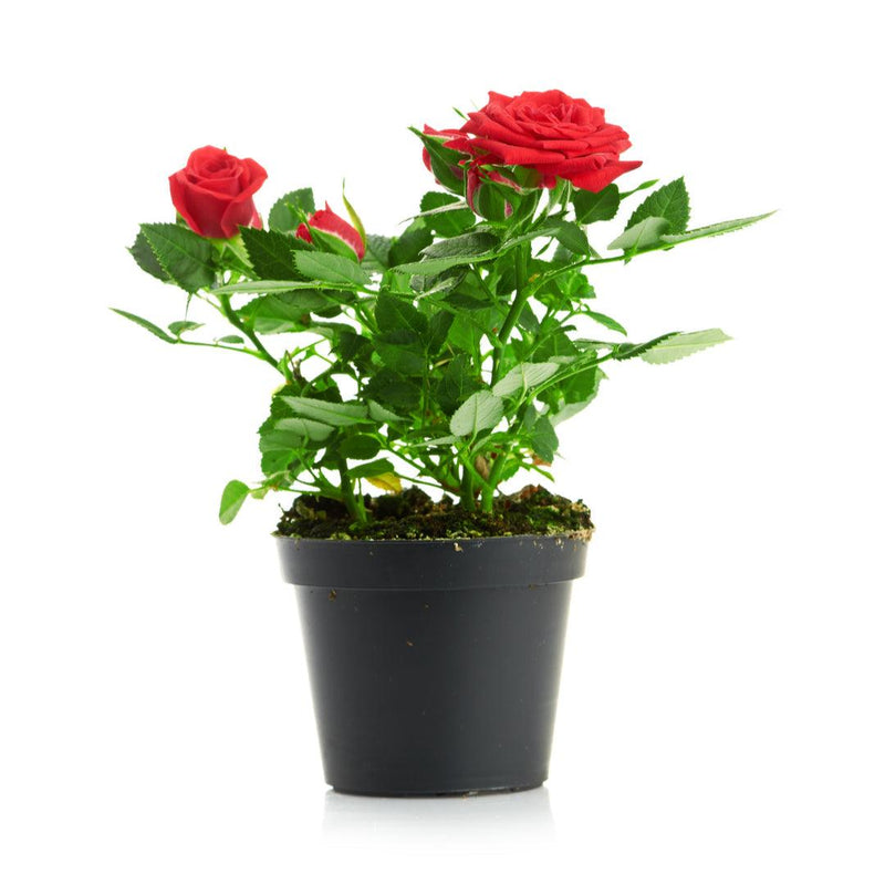 Hybrid Red Rose Flower Plant (Live Plant. Variety Roses) 1- Live Plant - Kadiyam Nursery