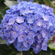 Hydrangea Macrophylla(any color) plant - Kadiyam Nursery