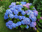 Hydrangea Macrophylla(any color) plant - Kadiyam Nursery