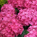 Hydrangea macrophylla hybrids,Hydrangea Hybrids - Kadiyam Nursery