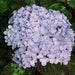 Hydrangea macrophylla,Hydrangea, Mophead Hydrangea - Kadiyam Nursery