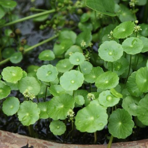 Hydrocotyle umbellata,Giant Floating Pennywort - Kadiyam Nursery