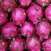 Hylocereus undatus,Dragon Fruit, Pitahaya, Strawberry Pear - Kadiyam Nursery