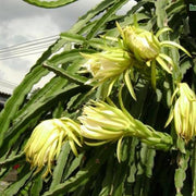 Hylocereus undatus,Dragon Fruit, Pitahaya, Strawberry Pear - Kadiyam Nursery
