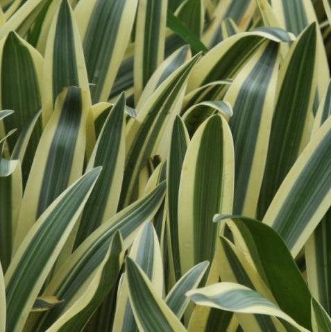 Hymenocallis littoralis variegata,Spider Lily Variegated - Kadiyam Nursery