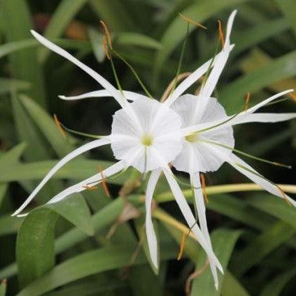 Hymenocallis narcissiflora,Peruvian Daffodil, Narrow Leaf Spider Lily - Kadiyam Nursery