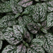 Hypoestes sanguinolenta blush,Polka Dot Blush - Kadiyam Nursery