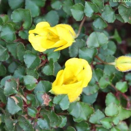 Impatiens repens,Hanging Impatiens - Kadiyam Nursery