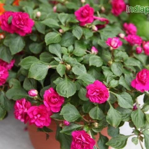 Impatiens wallerania double,Double Impatiens, Double Balsam Perennial - Kadiyam Nursery