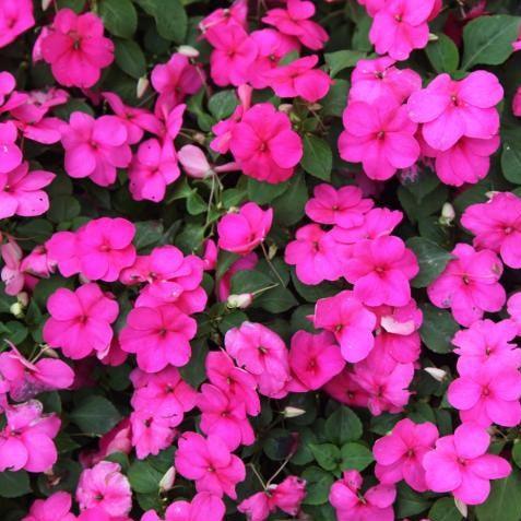 Impatiens wallerania, Impatiens sultani - Kadiyam Nursery