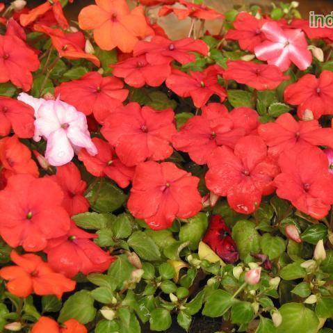 Impatiens wallerania star varieties,Star Impatiens, Star Perennial Balsam - Kadiyam Nursery