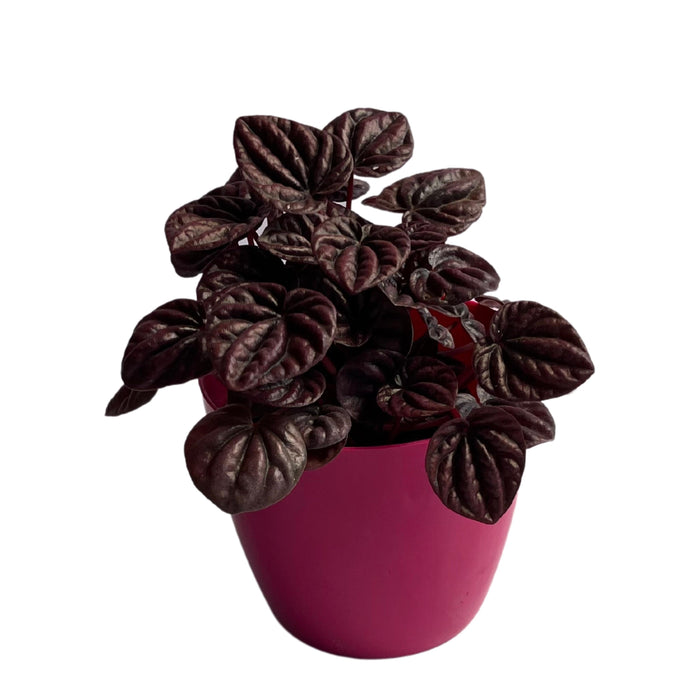 Indoor Plant Growing Peperomia Carperata Emerald Ripple Red Hanging Pots For Desk (Healthy Live Plant) - Kadiyam Nursery