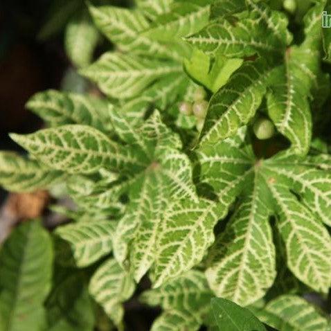 Ipomoea purpurea variegata,Purple Morning Glory Variegated - Kadiyam Nursery