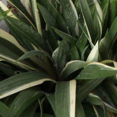 Iris pallida argentea,Variegated Orris - Kadiyam Nursery