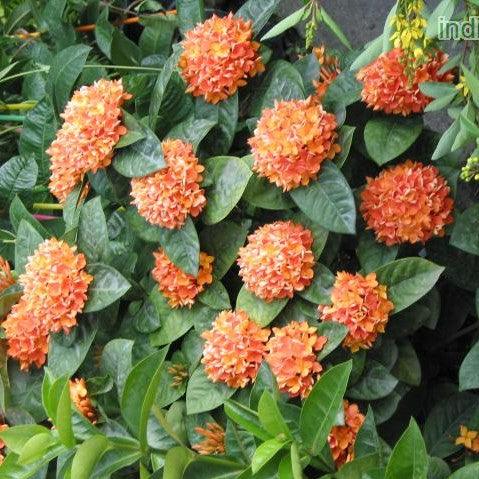 Ixora hybrids,Ixora Hybrids - Kadiyam Nursery