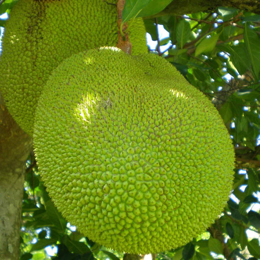 Jackfruit Yellow Garden Plant(1 Healthy Live Plant) - Kadiyam Nursery