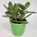 jade succulent-plant-green - Kadiyam Nursery