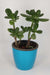 jade succulent-plant-green - Kadiyam Nursery