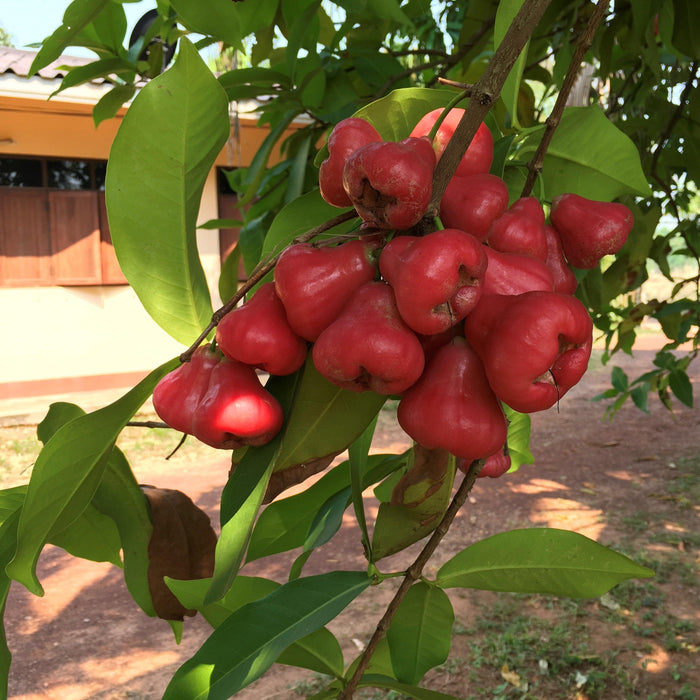 Kadiyam Nursery Plants Online | Java Apple Plant | Fruit Plants ...