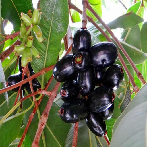 Java Plum Plant Kadiyam Nursery Plants Online — Mahindra Nursery