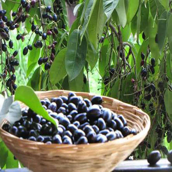 Java plum,Jamun Tree, Syzygium cumini - Plant - Kadiyam Nursery