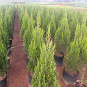 juniper plant for sale near me