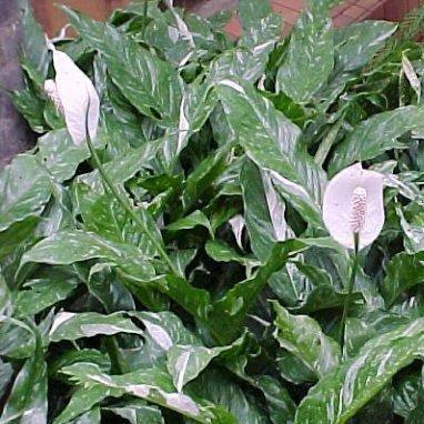 Kadiyam Nursery Plant Varieties | Buy Variegated Peace Lily - Kadiyam Nursery