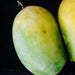 Kesar Mango Plant-Grafted Variant - Kadiyam Nursery