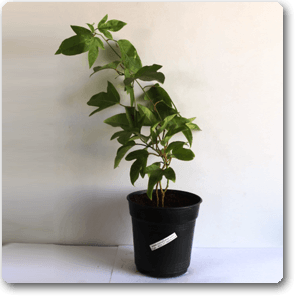 Krishna Kamal, Passion flower, Passiflora incarnata (Purple) - Plant - Kadiyam Nursery