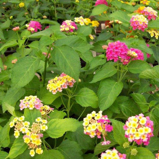 Lantana camara  - Plant - Kadiyam Nursery