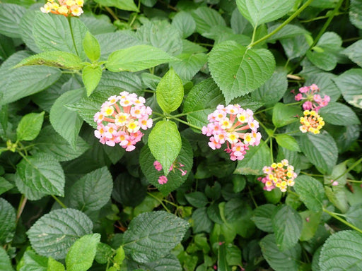 Lantana camara  - Plant - Kadiyam Nursery