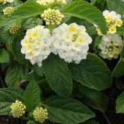 Lantana camara  - Plant - Kadiyam Nursery