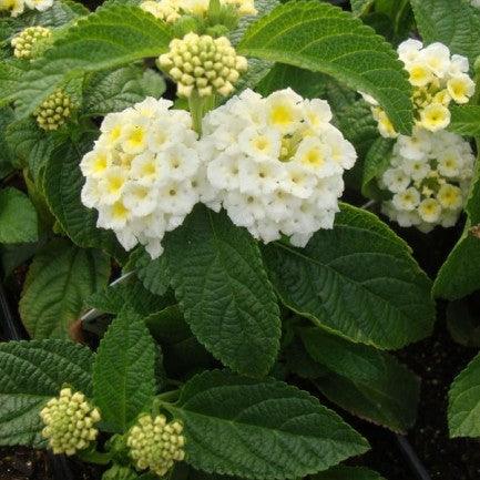 Lantana camara  - Plant - Kadiyam Nursery