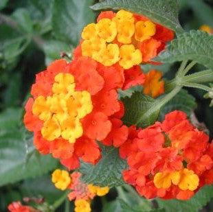 Lantana camara (Red, Haldi Kumkum) - Plant - Kadiyam Nursery