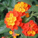 Lantana camara (Red, Haldi Kumkum) - Plant - Kadiyam Nursery